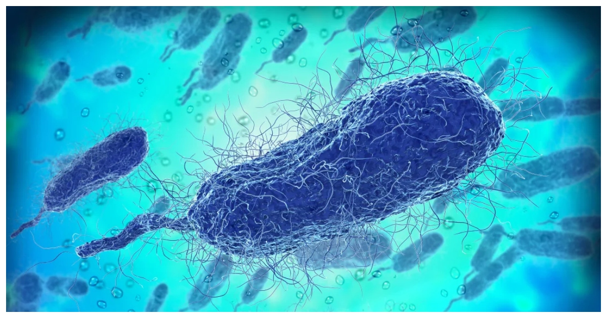 সমুদ্রের উষ্ণতা বাড়ায় বাড়ছে মাংসখেকো এই ব্যাকটেরিয়ার সংক্রমণ। ছবি:  সারাসোটা ম্যাগাজিন